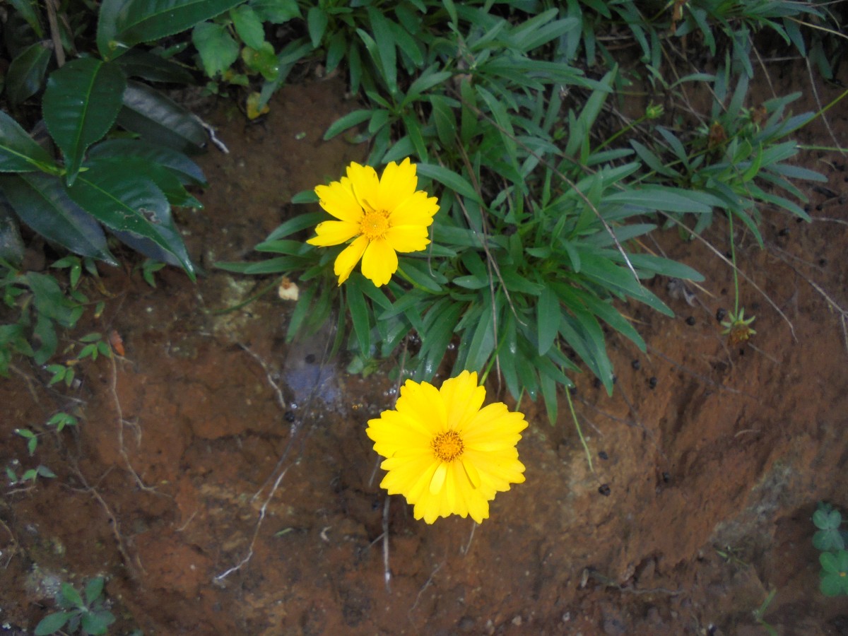 Coreopsis lanceolata L.